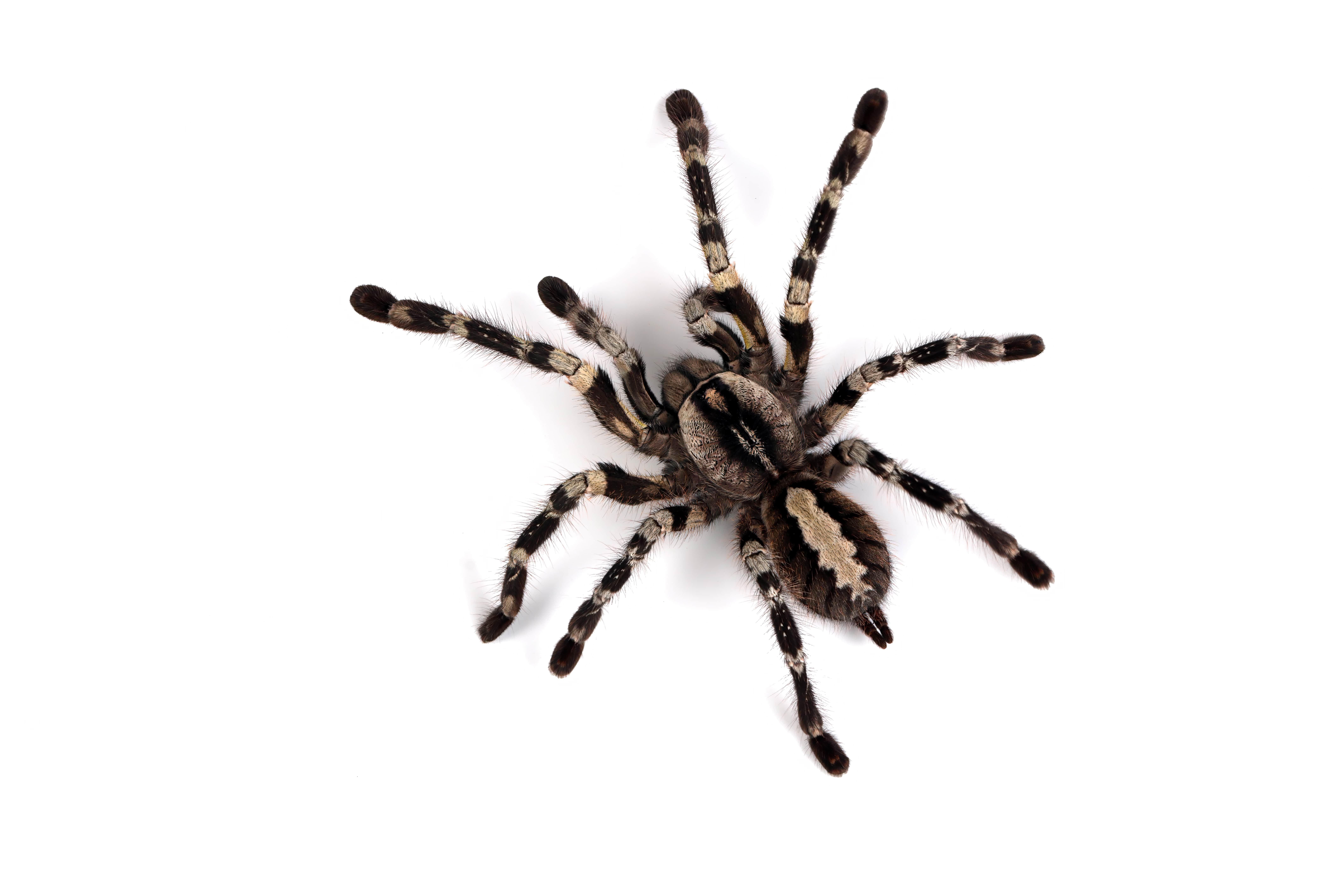 Data Collection - Web Scraping and Web Crawling